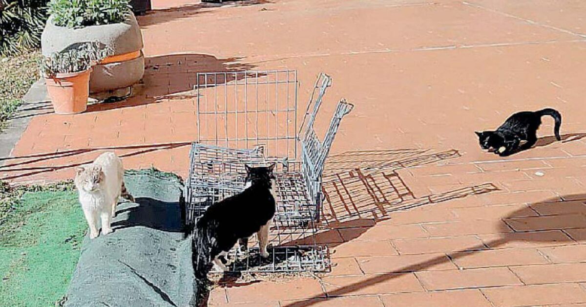 L'oasi felina nella piscina comunale